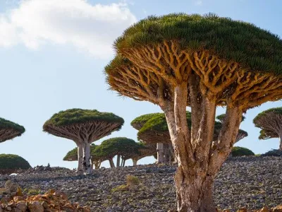 Socotra 2