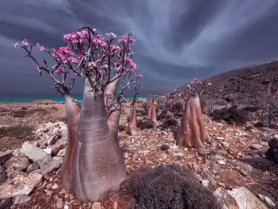 TravPholer 無待壯遊 蔡思貝 Sisley Choi