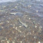 Baía dos Tubarões (檸檬鯊灣)