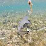 Baía dos Tubarões (檸檬鯊灣)