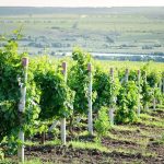 摩爾多瓦 品酒體驗