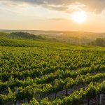 Farm Visit 農園走讀(Local Farm Visit)