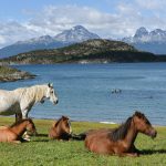 Horseback Preparation 騎馬準備與安全簡報