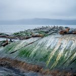 Isla de los Lobos 海獅島