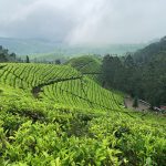 Malakkapara Tea Estates 馬拉卡帕拉茶園區