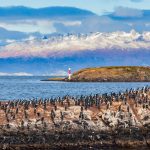 Penguin Trail 企鵝步道(近距離觀察)