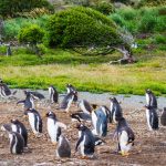 Punta Tombo Reserve 企鵝自然保護區