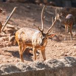 Thiruvananthapuram Zoo 動物園