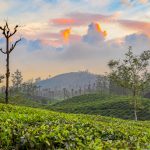 Valparai 瓦爾帕莱山城