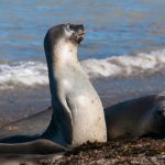 Wildlife Viewing 其他野生動物觀察