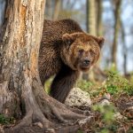 Zarnesti Bear Sanctuary 扎爾內什蒂熊保護區