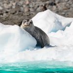 南臂航行(Navigation Canal de los Témpanos – South Arm)