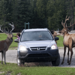 奧米加公園野生動物園(Omega Park Wildlife Safari)