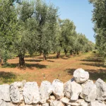 Farmer’s Lamia Museum 農家拉米亞博物館