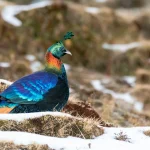 Lolukkumalai Base Camp(營地 Base Camp)