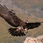 Trekking Trail 健行路線(可選)