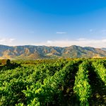 Vineyard Walk 葡萄園漫步