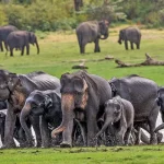 斯里蘭卡 米內里亞國家公園8