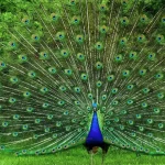 斯里蘭卡 烏達瓦拉維2