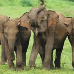 斯里蘭卡 烏達瓦拉維3