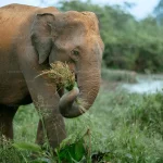 斯里蘭卡 烏達瓦拉維4