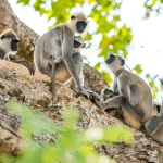 斯里蘭卡 烏達瓦拉維6