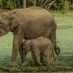 斯里蘭卡 烏達瓦拉維7