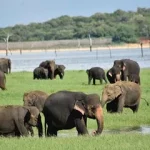 斯里蘭卡 米內里亞國家公園1