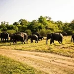 斯里蘭卡 米內里亞國家公園5
